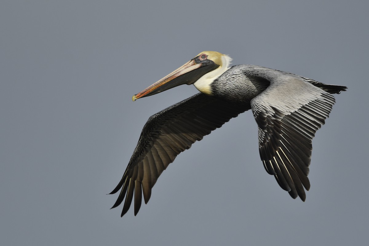 Brown Pelican (Atlantic) - Jonathan Irons