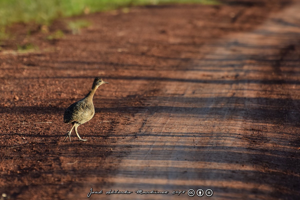 Red-winged Tinamou - ML21060751