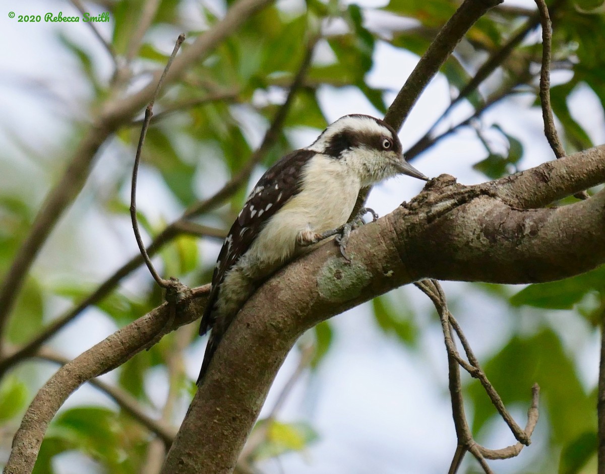 Brown-capped Pygmy Woodpecker - ML210609841