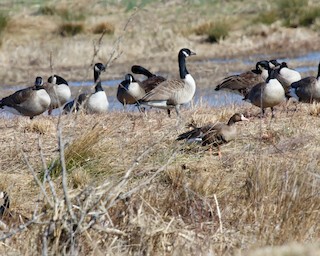 Greater White-fronted Goose, ML210614501