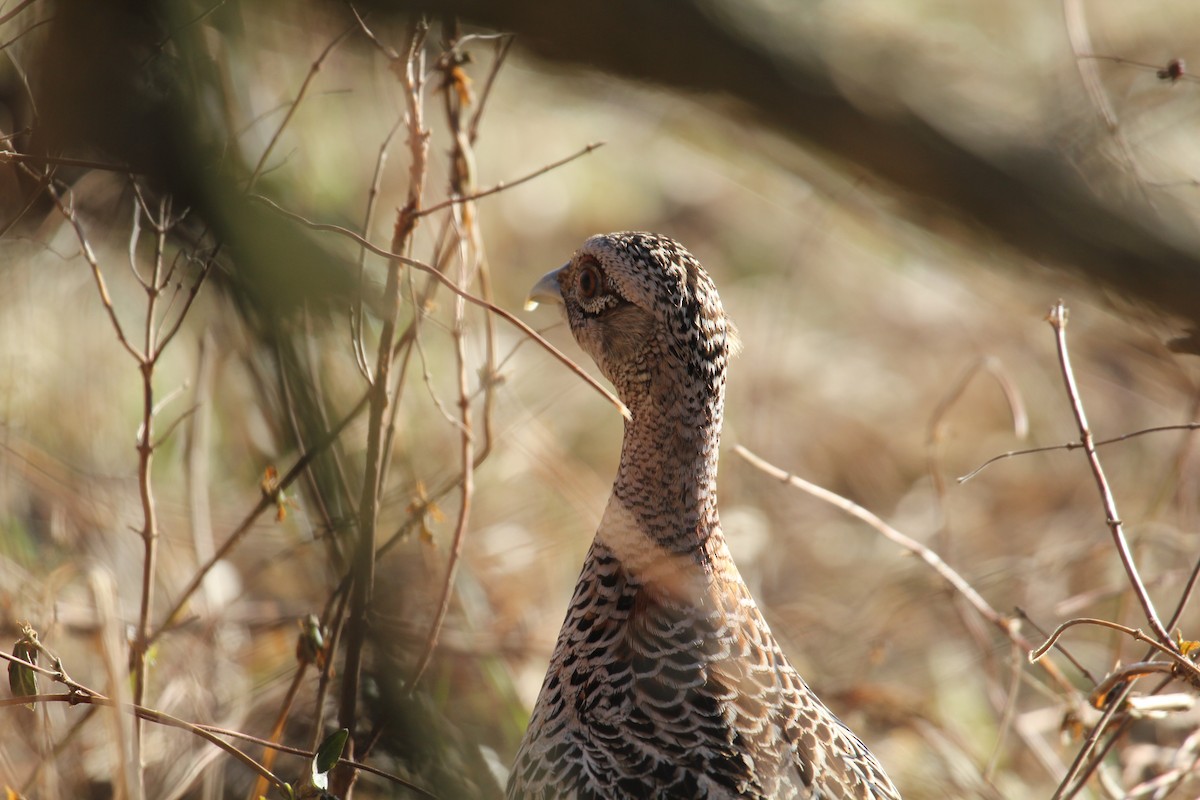 Ring-necked Pheasant - ML210618701