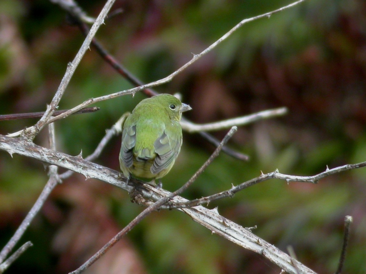 eBird Checklist 23 Dec 2013 stakeout Painted Bunting, Eastside Boat