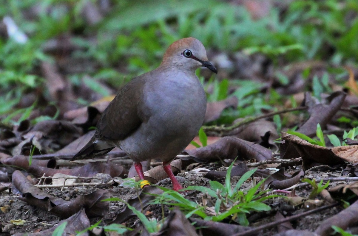 Gray-chested Dove - ML210620971