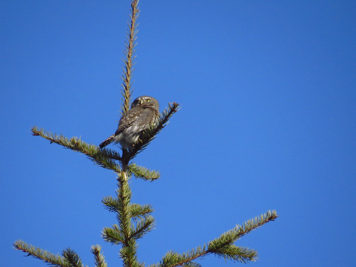 Northern Pygmy-Owl - ML210629881