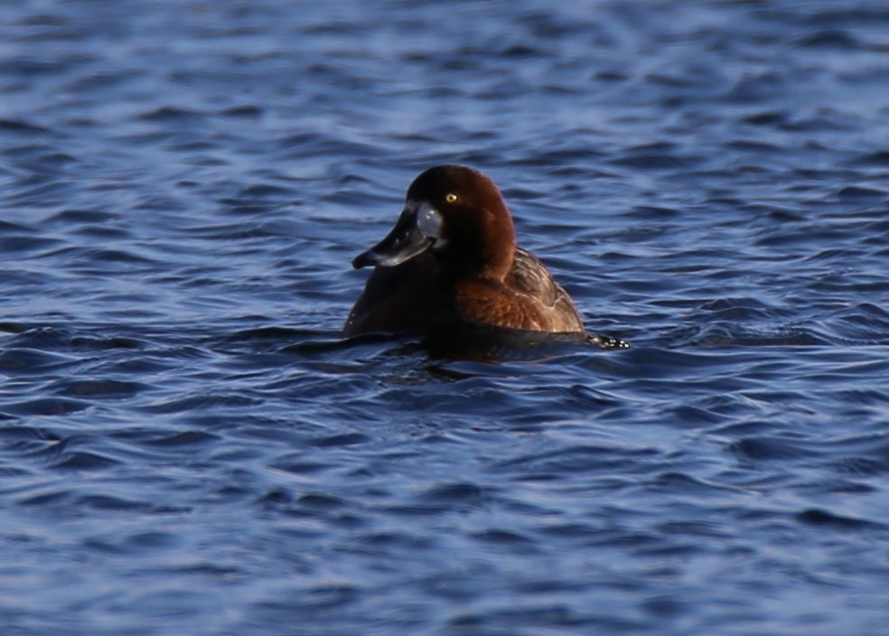 Greater Scaup - ML210638041