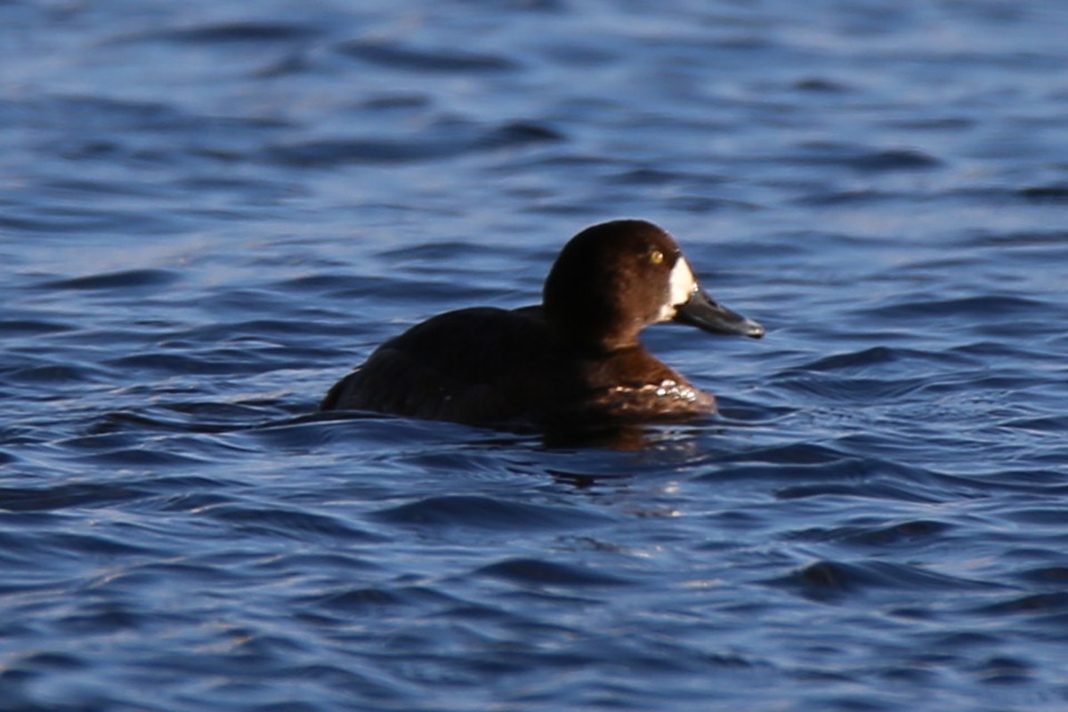 Greater Scaup - ML210638091