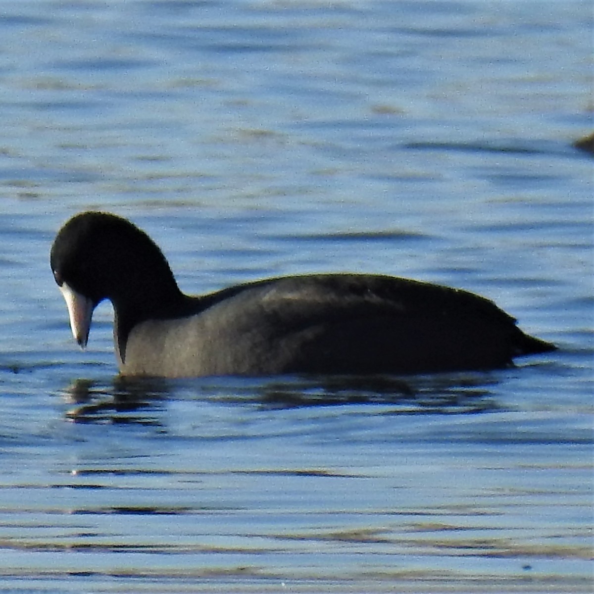 American Coot - Chipper Phillips