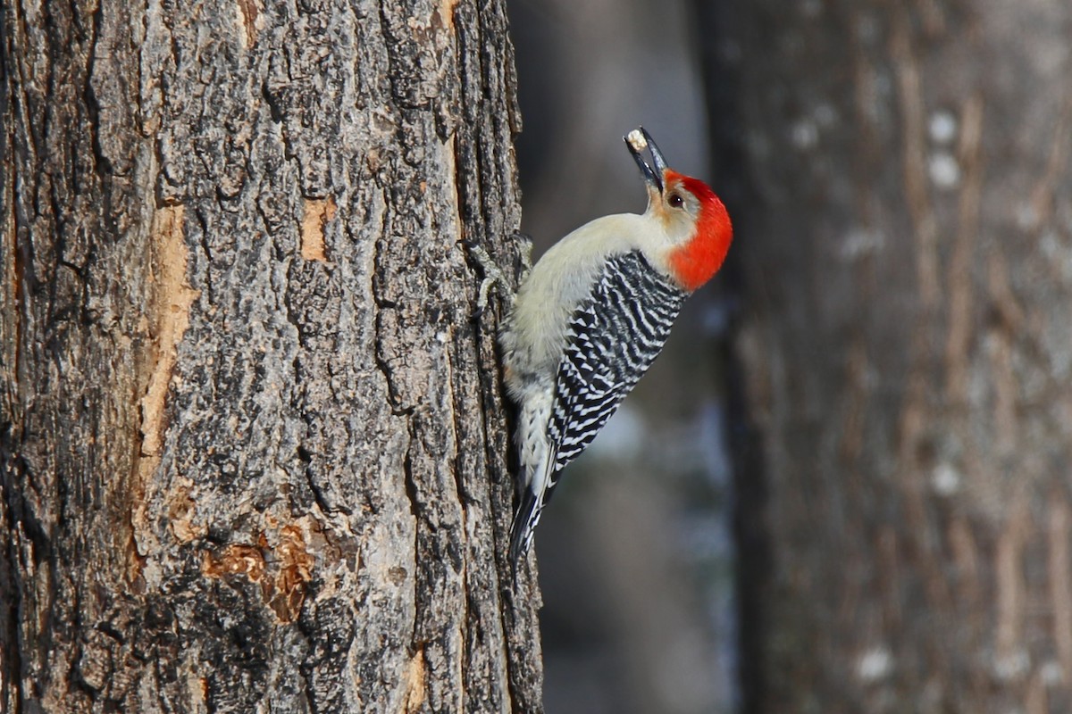 Red-bellied Woodpecker - Rob Routledge