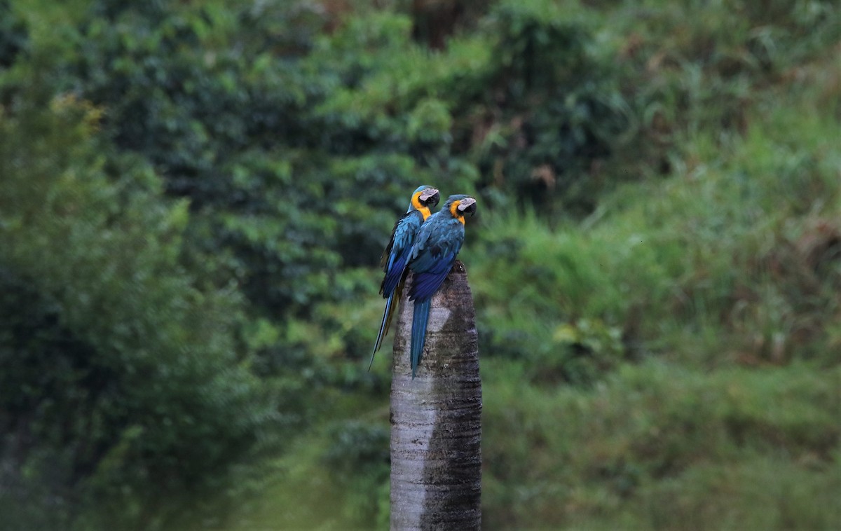 Blue-and-yellow Macaw - ML210640621