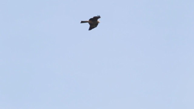 Black Kite (Black-eared) - ML210642741