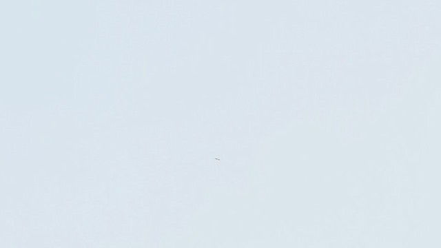 Black Kite (Black-eared) - ML210643981