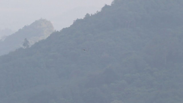 Japanese Sparrowhawk - ML210649981