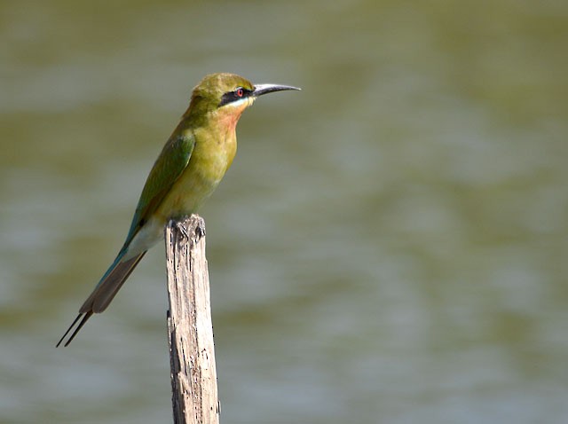 Blue-tailed Bee-eater - ML210652171