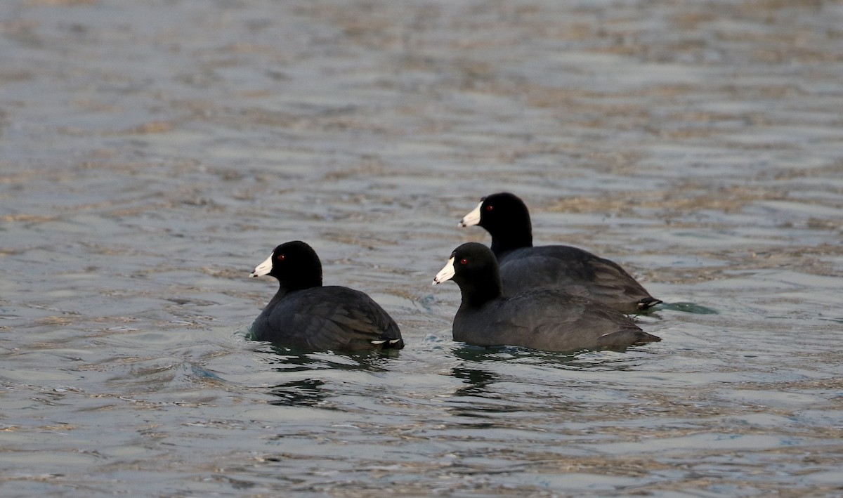 American Coot (Red-shielded) - ML210653761