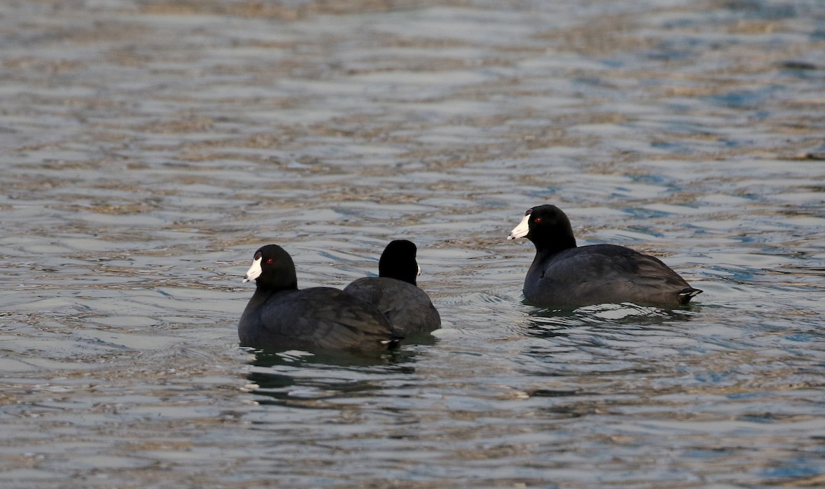 American Coot (Red-shielded) - ML210653921