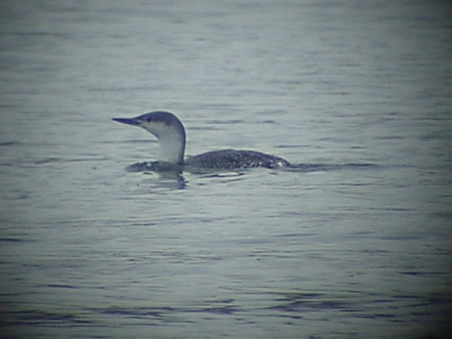 Red-throated Loon - Timothy Fennell