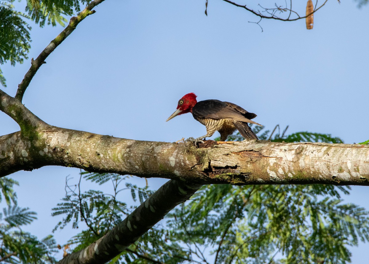 Pale-billed Woodpecker - ML210659321