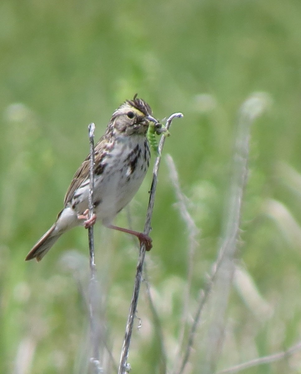 Savannah Sparrow - ML210662091