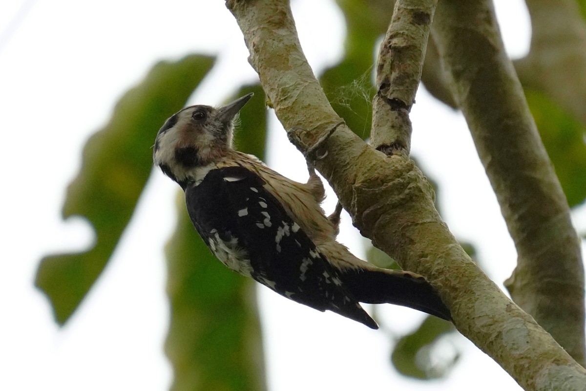 Gray-capped Pygmy Woodpecker - JingZu Tu