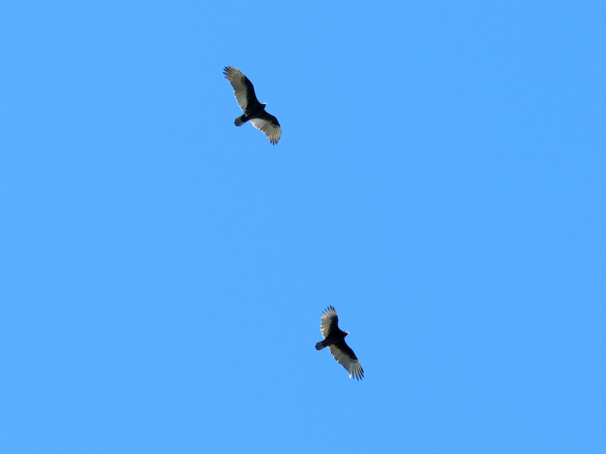 Turkey Vulture - Brian Henderson