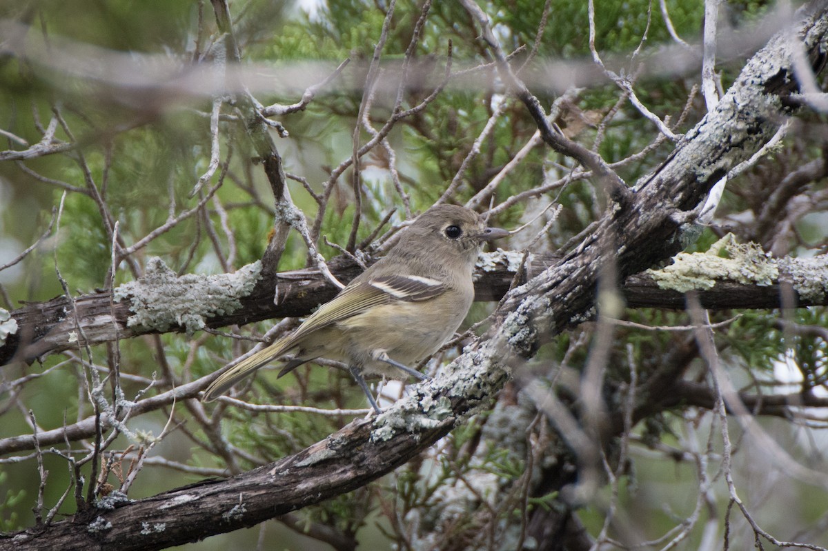 Hutton's Vireo - Roger Shaw