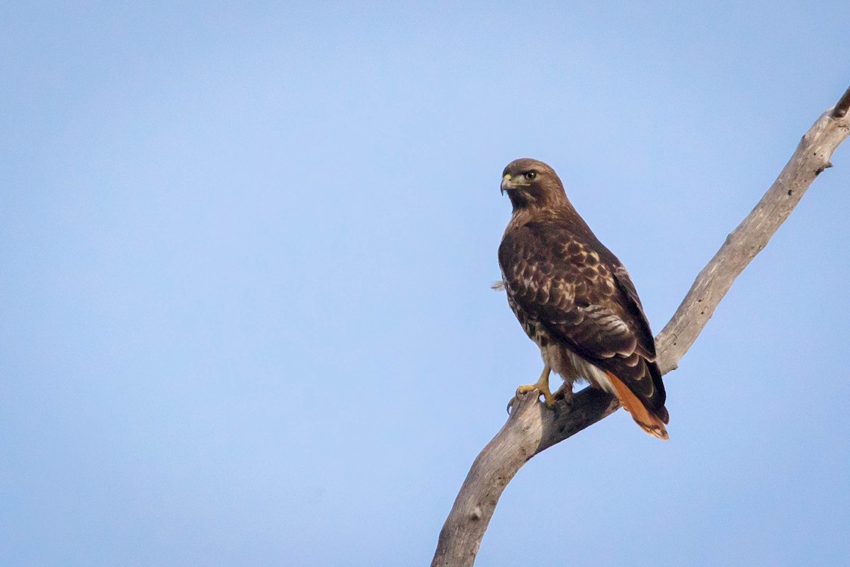 Red-tailed Hawk - ML210679671