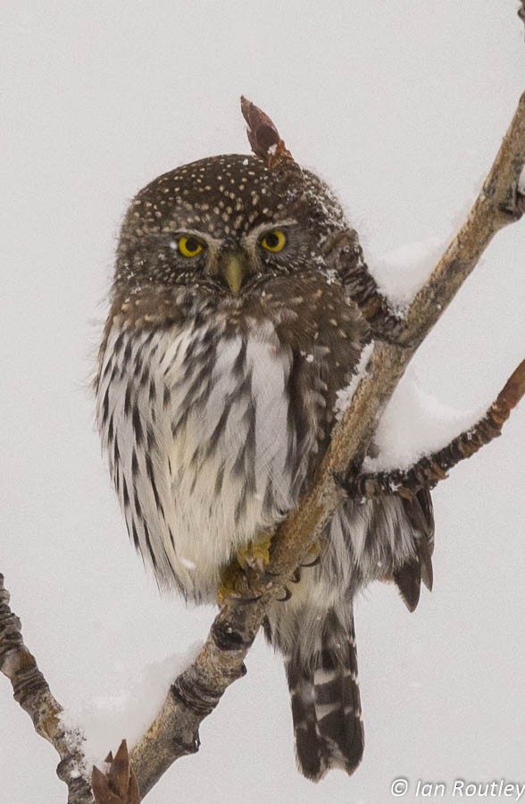 Northern Pygmy-Owl - ML21068141