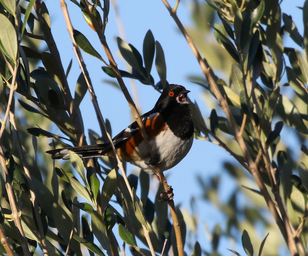 Spotted Towhee - ML210681591