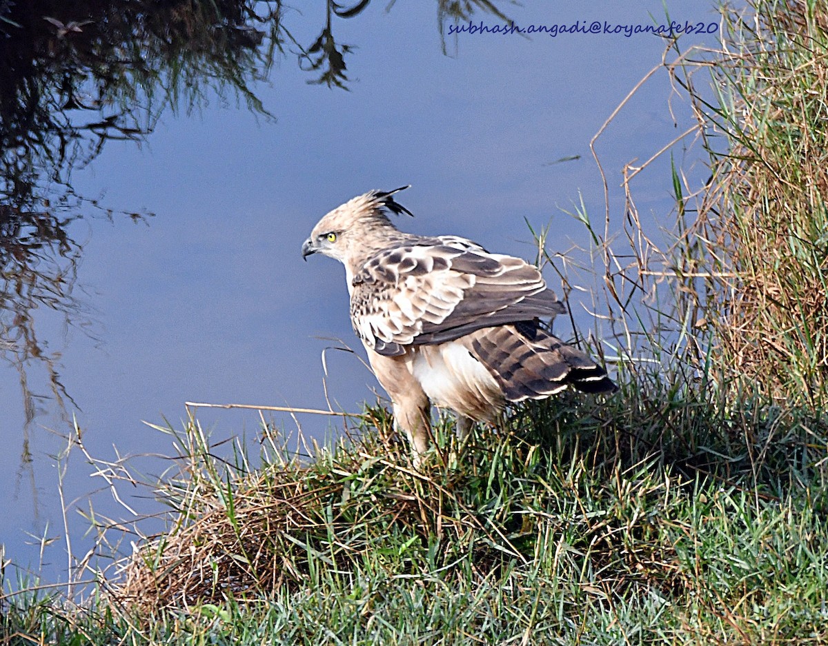Changeable Hawk-Eagle (Crested) - ML210686181