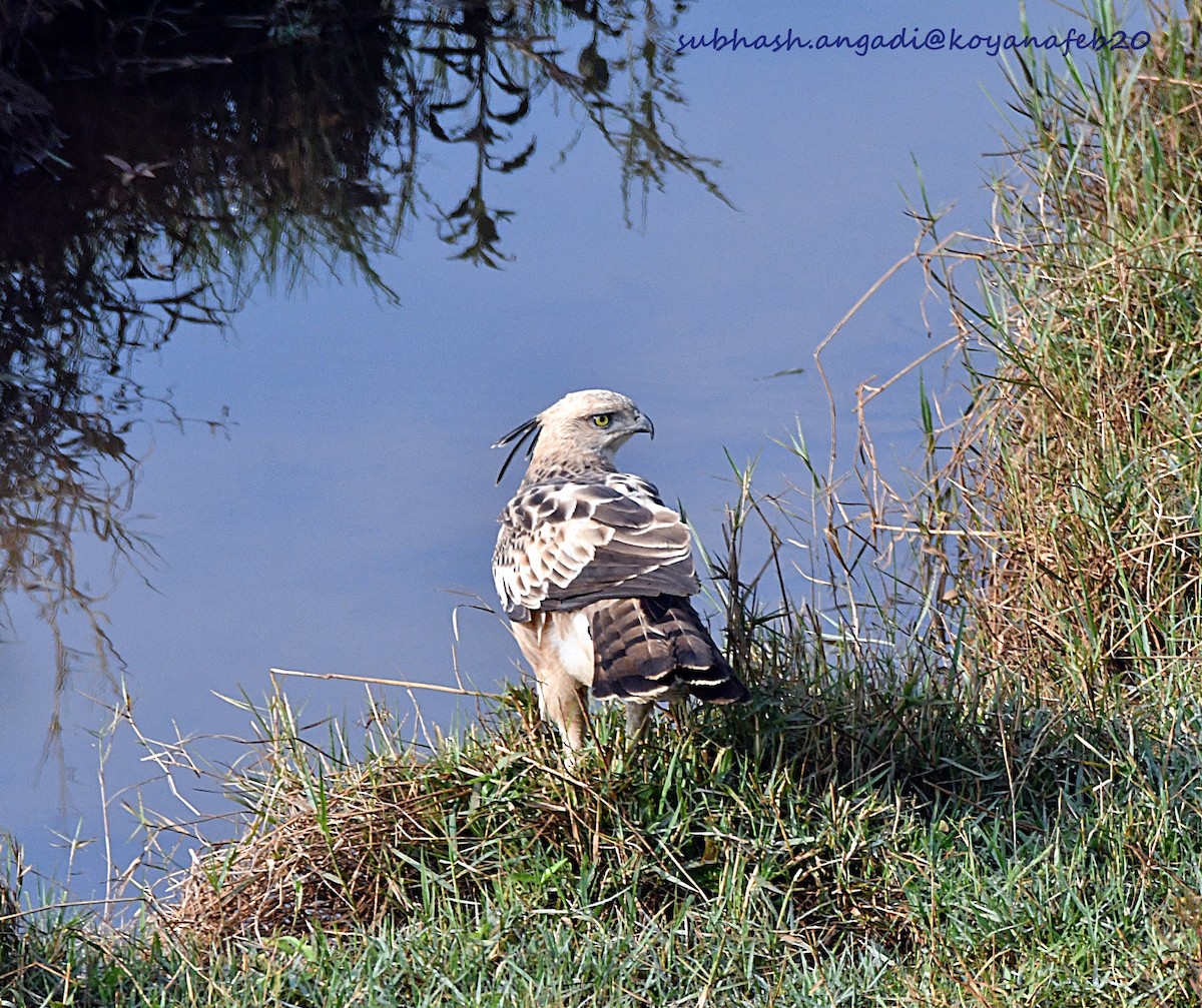 Changeable Hawk-Eagle (Crested) - ML210686231