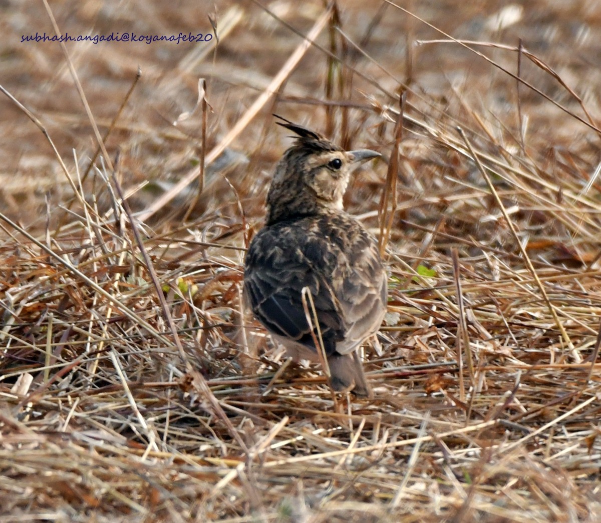 Ashy-crowned Sparrow-Lark - Subhash Angadi