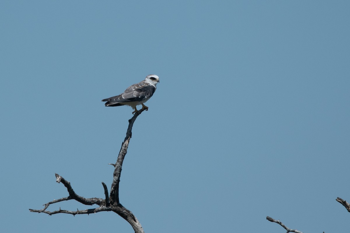 White-tailed Kite - ML210686741