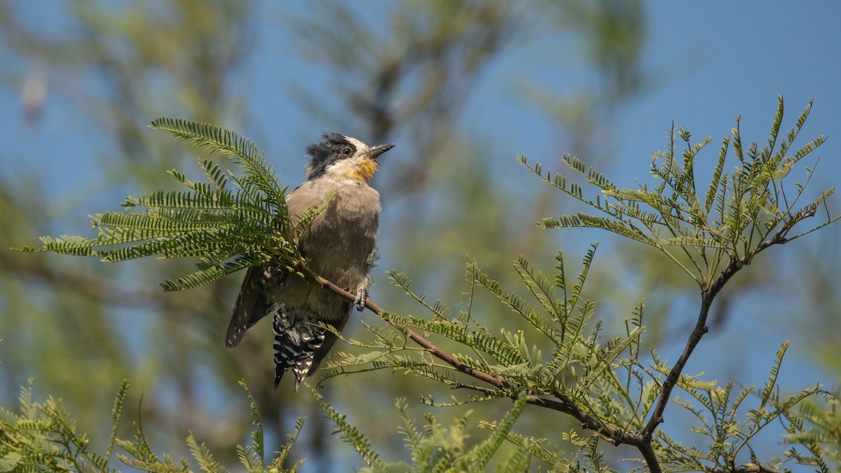 White-fronted Woodpecker - ML210686861