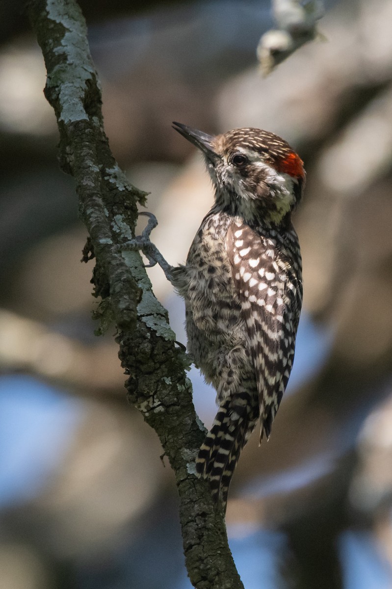 Checkered Woodpecker - ML210686891
