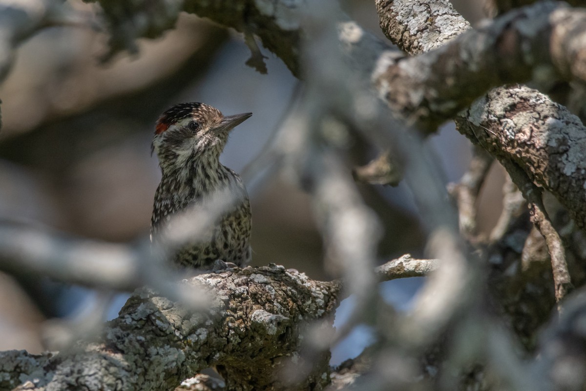 Checkered Woodpecker - ML210686921