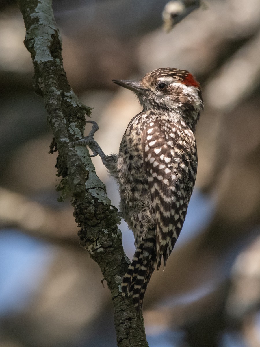 Checkered Woodpecker - ML210686931