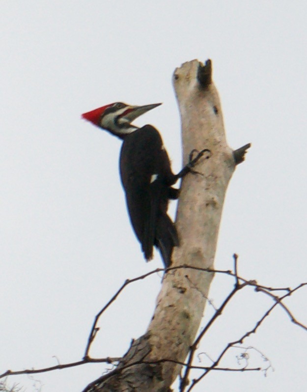 Pileated Woodpecker - ML210687401