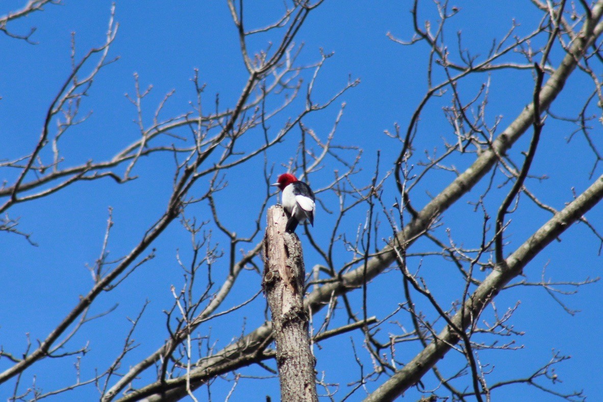 Red-headed Woodpecker - ML210687951