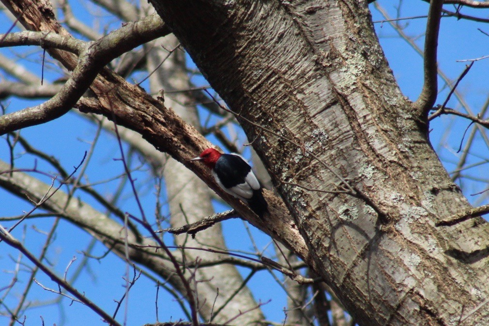 Red-headed Woodpecker - Wyatt Flood
