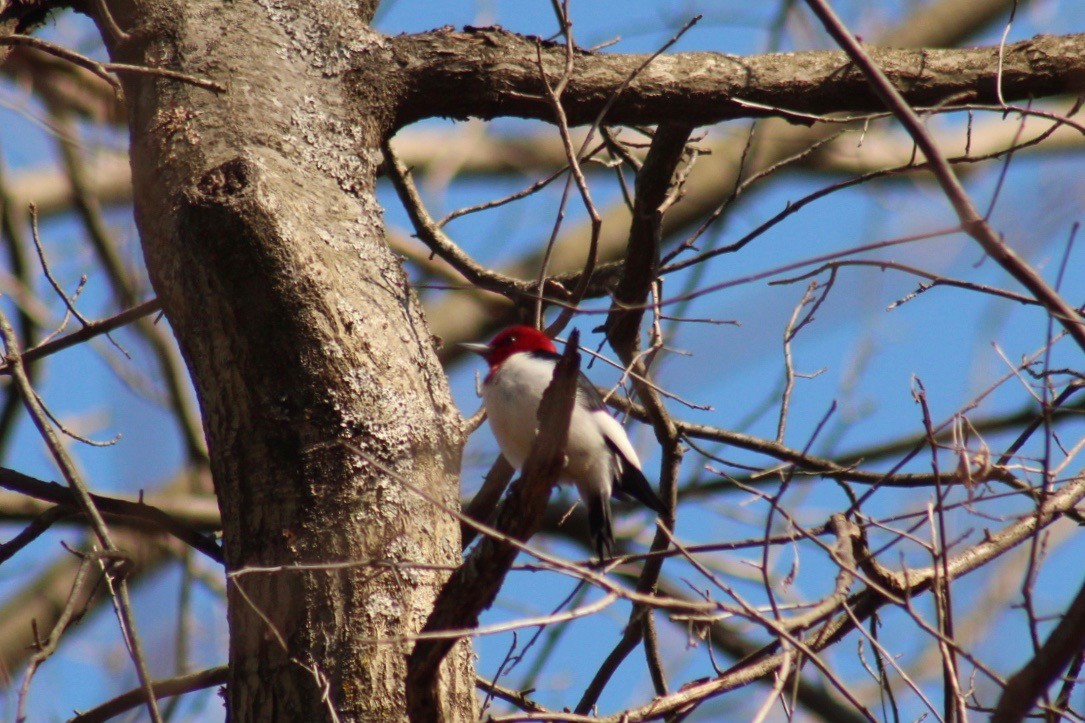 Red-headed Woodpecker - ML210688001
