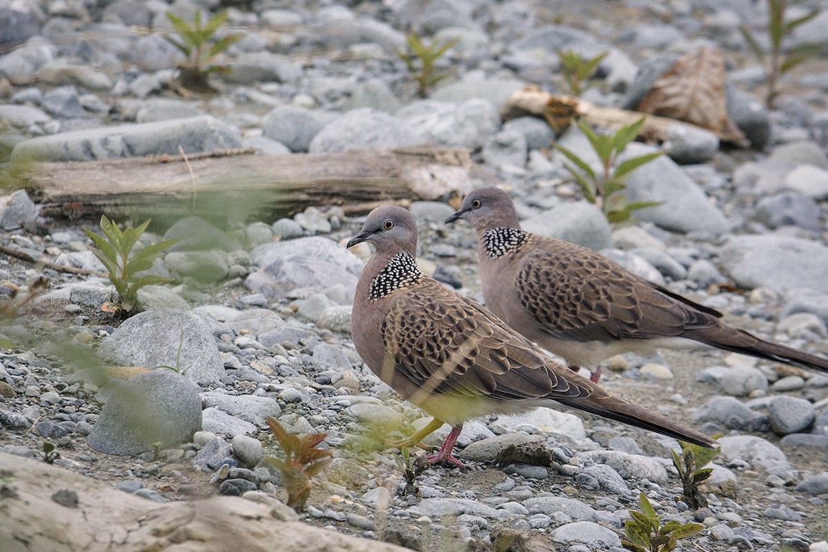 Spotted Dove - ML210688501