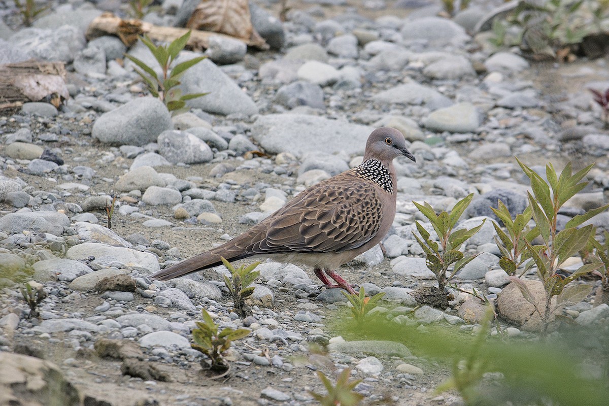 Spotted Dove - ML210688511