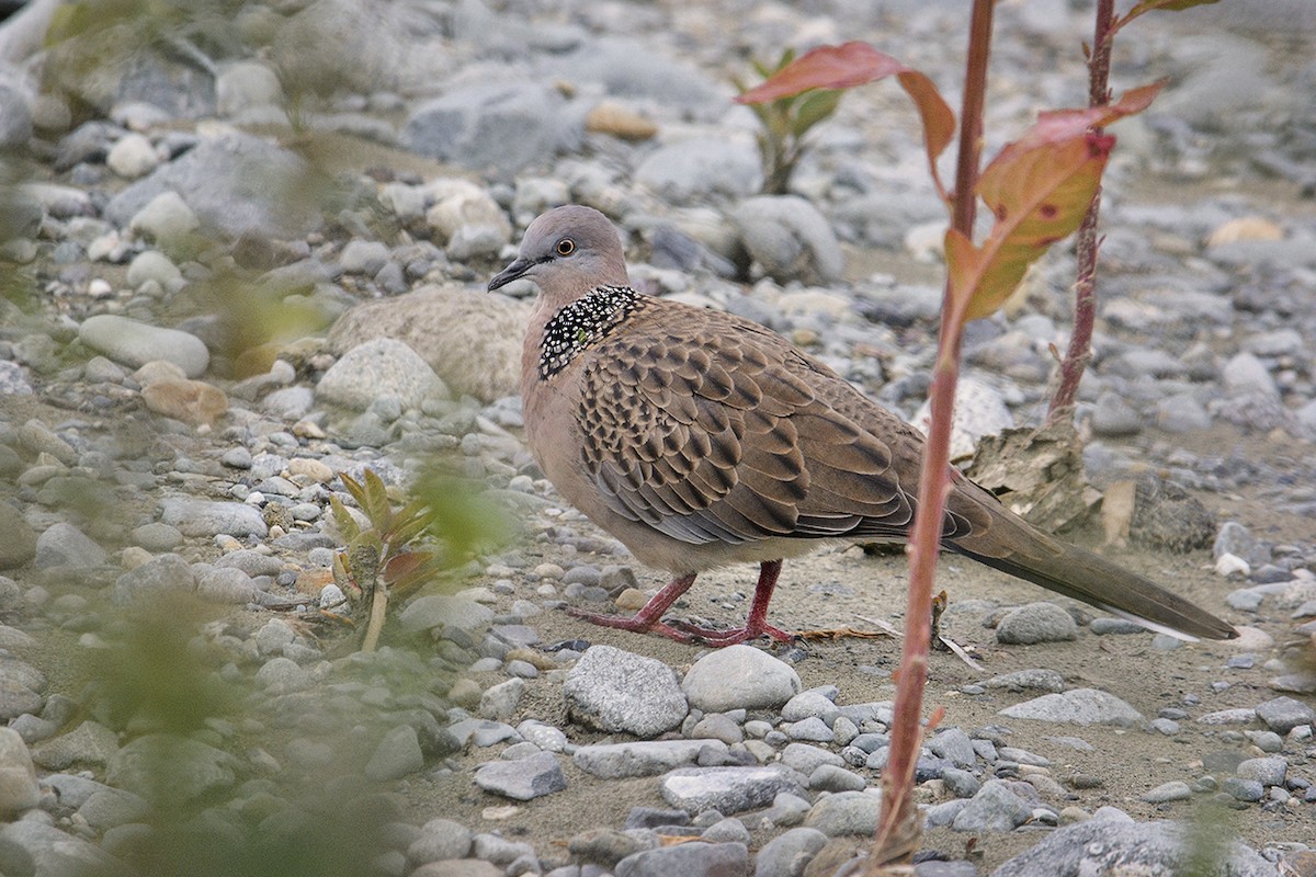 Spotted Dove - ML210688521