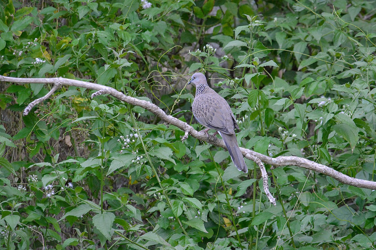 Spotted Dove - ML210689421