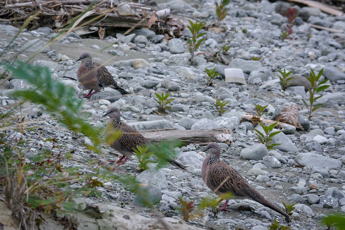 Spotted Dove - ML210689781