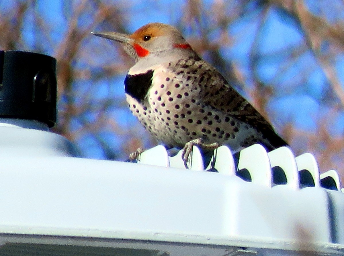 Northern Flicker (Yellow-shafted x Red-shafted) - ML210691451