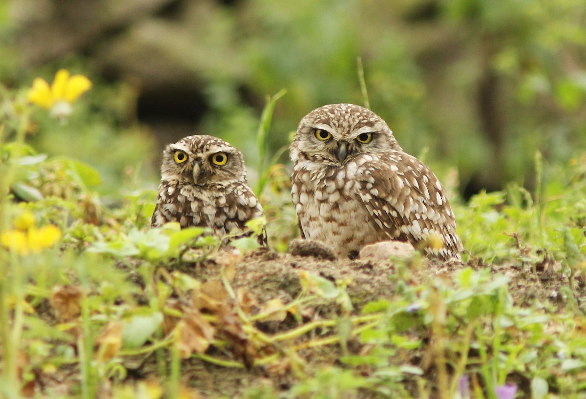 Burrowing Owl - David Beadle