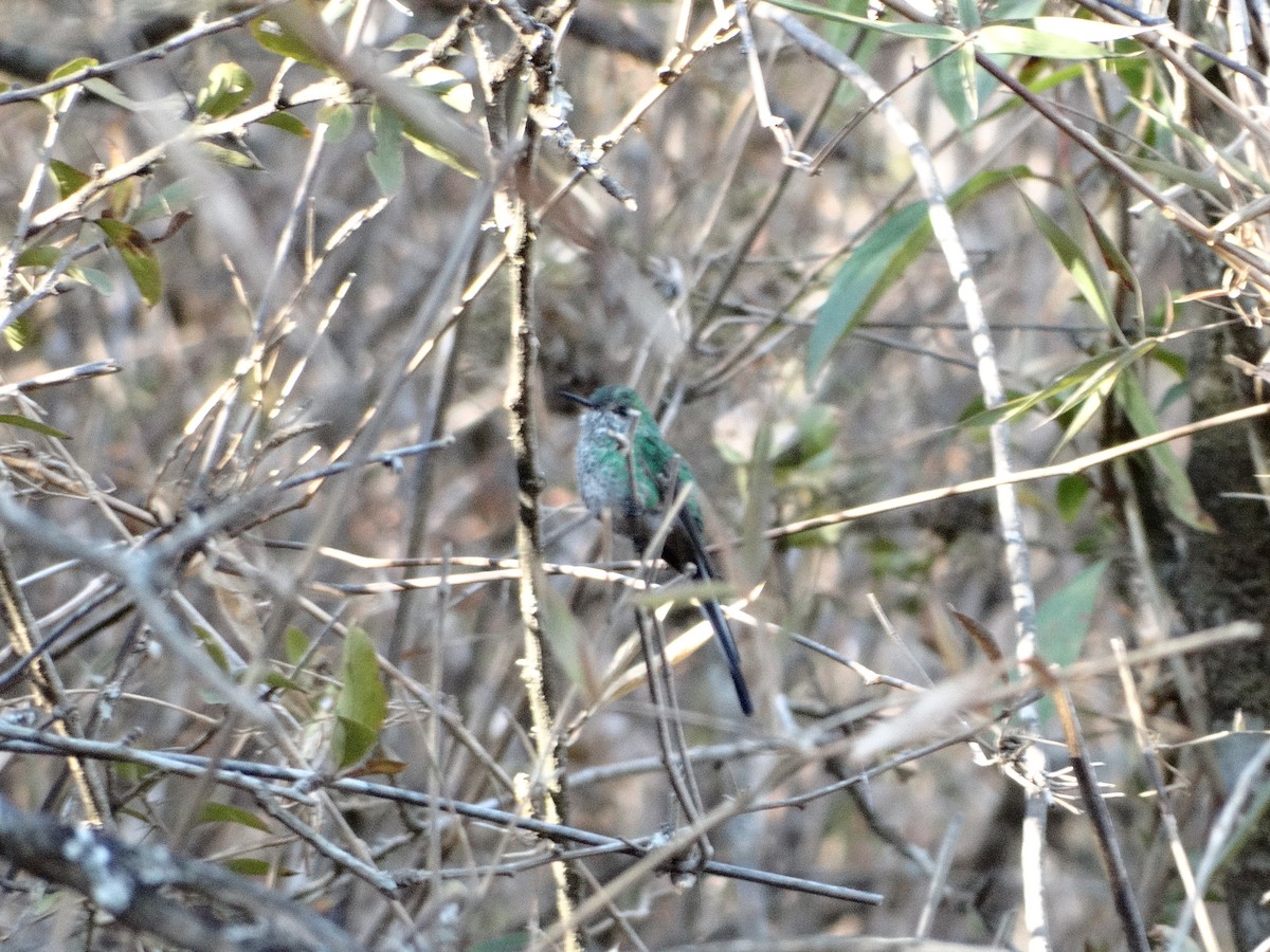 Yeşil Kuyruklu Kolibri - ML210692271
