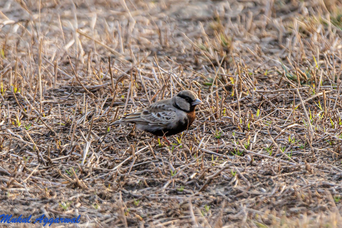 Ashy-crowned Sparrow-Lark - ML210693561