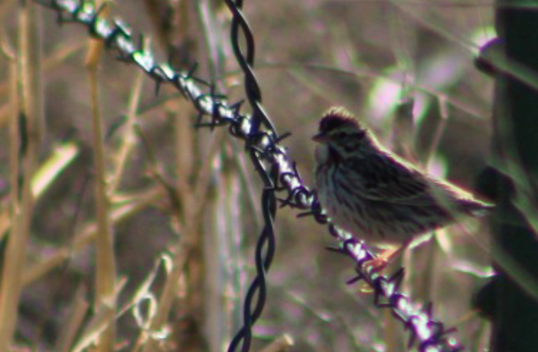 Savannah Sparrow - ML210694991